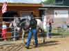 Appaloosa Horse Ranch v Pardubicích
