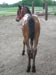 AHR Crazy Bell - appaloosa filly to sale