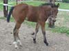 AHR Crazy Ash - appaloosa filly for sale