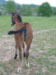 AHR Crazy Ash - appaloosa filly for sale